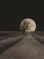 Moonlit Country Road | Obraz na stenu