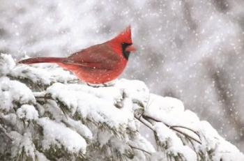 Winter Cardinal | Obraz na stenu