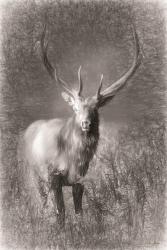 Elk Sketch | Obraz na stenu