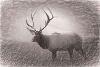 Bull Elk Sketch | Obraz na stenu