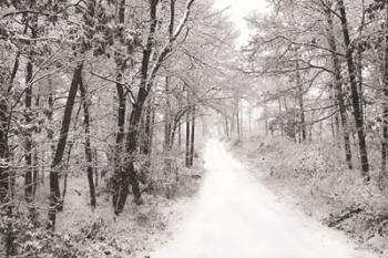 Snowy Lane | Obraz na stenu