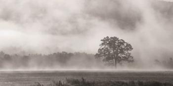 Old Oak in Fog | Obraz na stenu