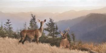 Cascade Mountain Deer | Obraz na stenu