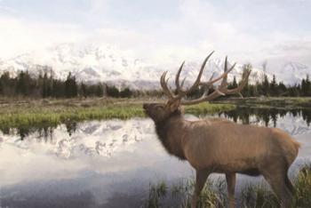 Bull Elk in Tetons | Obraz na stenu