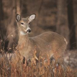 Whitetail Deer | Obraz na stenu