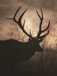 Elk Sunrise I | Obraz na stenu
