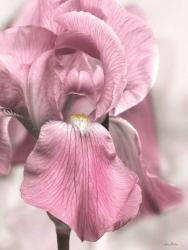 Pink Iris | Obraz na stenu
