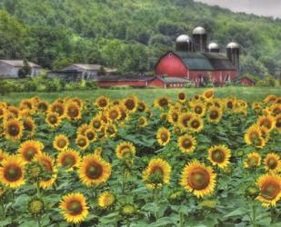 Sunflower Farm | Obraz na stenu