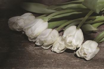 Gathered Tulips | Obraz na stenu