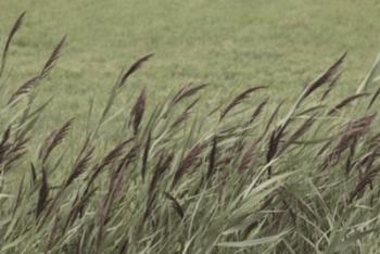 Wispy Grass | Obraz na stenu