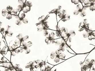 Dogwood Blossom Silhouette | Obraz na stenu