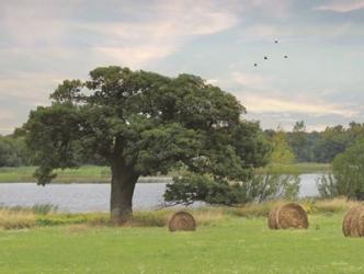 Summer Hay Harvest | Obraz na stenu