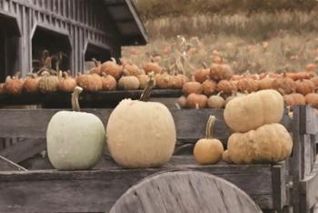 Autumn Pumpkin Harvest | Obraz na stenu