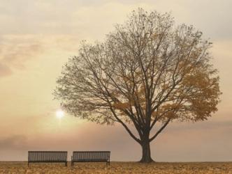 Golden Riverfront Sunrise | Obraz na stenu