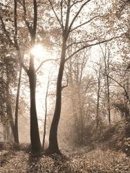 Woodland Sunrise | Obraz na stenu