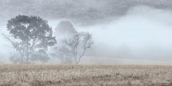 Blue Misty Morning | Obraz na stenu