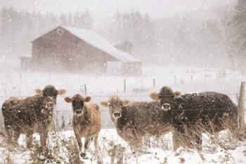 Cold Cows on the Farm | Obraz na stenu