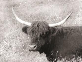 Highland Cow in Spring | Obraz na stenu