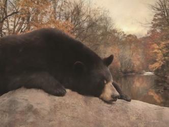 Don't Poke the Bear | Obraz na stenu