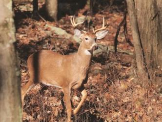 Deer on Alert | Obraz na stenu