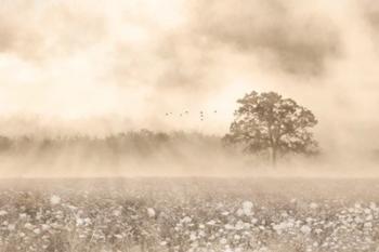 Foggy Wildflower Field | Obraz na stenu