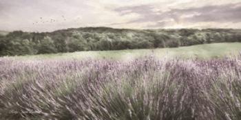 Ridge Farm Lavender | Obraz na stenu