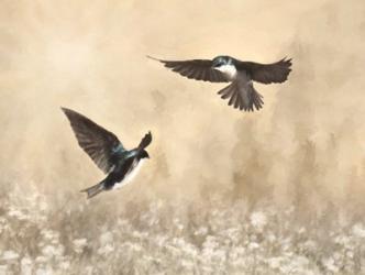 Dance of the Swallows | Obraz na stenu