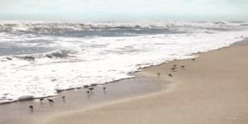 Sandpipers | Obraz na stenu