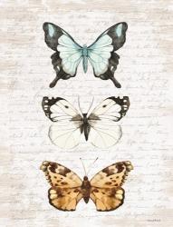 Butterfly Trio | Obraz na stenu