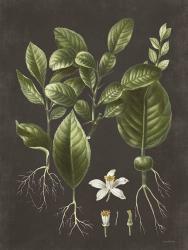 Citrus Botanical | Obraz na stenu