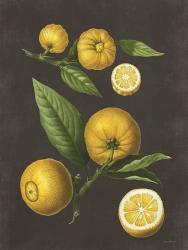 Lemon Citrus | Obraz na stenu