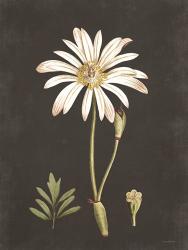 Naturalist Bloom Study | Obraz na stenu