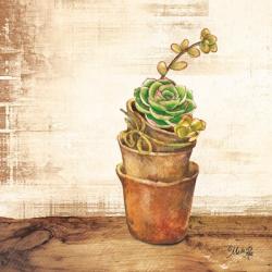 Succulents in a Pot | Obraz na stenu
