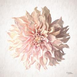 Sweet Dahlia | Obraz na stenu