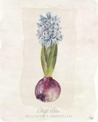 Hyacinthus Orientalis I | Obraz na stenu