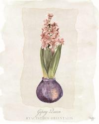 Hyacinthus Orientalis II | Obraz na stenu