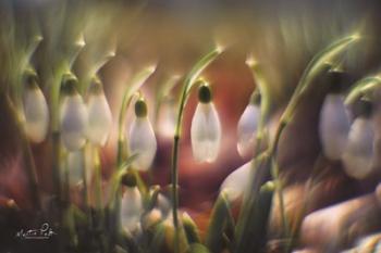 Snowdrops | Obraz na stenu