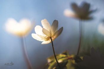 Anemones in Blue | Obraz na stenu