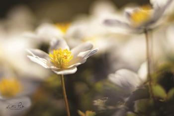 Anemone Up Close | Obraz na stenu