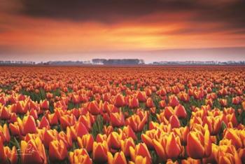 Dramatic Tulips | Obraz na stenu