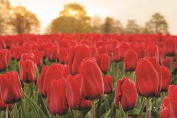 Tulips from Twente | Obraz na stenu