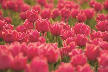 Pretty Pink Tulips | Obraz na stenu