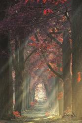 Path of Happiness | Obraz na stenu