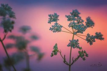 Cow Parsley | Obraz na stenu