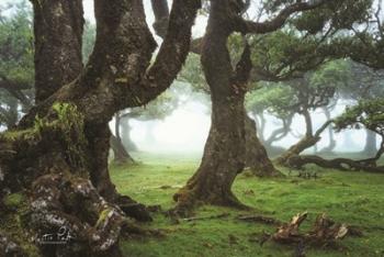 The Old Laurel Trees | Obraz na stenu