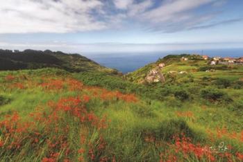 Flowers of Madeira | Obraz na stenu