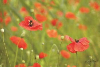 Filed of Poppies | Obraz na stenu