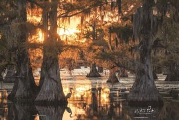 Sunset in the Swamps | Obraz na stenu