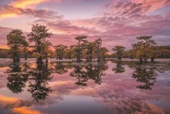 Magnificent Sunset in the Swamps | Obraz na stenu
