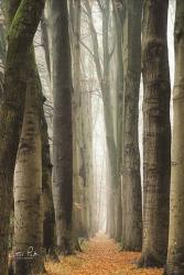 Narrow Alley in the Netherlands | Obraz na stenu